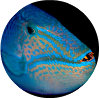 Redtooth triggerfish