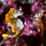 Pontohi pygmy seahorses have only recently been described. They were discovered by an Indonesian dive guide in Sulawesi. Rather than living on sea fans like other species of pygmy seahorse, these minute fish prefer mixed substrates of hydroids and encrusting algae, often in overhangs on current swept rocks. Bunaken Marine Park is a very popular dive destination, famous for its beautiful coral reefs, marine biodiversity and vertical walls.