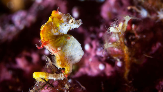 Pontohi pygmy seahorses have only recently been described. They were discovered by an Indonesian dive guide in Sulawesi. Rather than living on sea fans like other species of pygmy seahorse, these minute fish prefer mixed substrates of hydroids and encrusting algae, often in overhangs on current swept rocks. Bunaken Marine Park is a very popular dive destination, famous for its beautiful coral reefs, marine biodiversity and vertical walls.